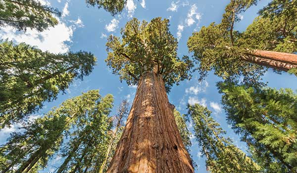 Featured Sequoia